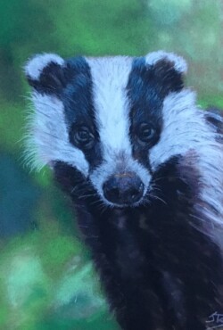 'Young Badger'