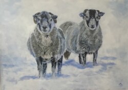 'Northern Irish Sheep'