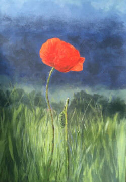 'Lone Poppy'