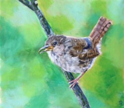 'Little Wren'