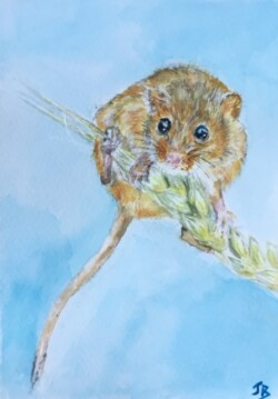 'Harvest Mouse'
