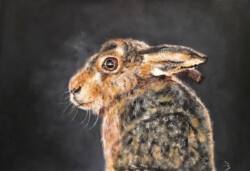 'Young Rabbit'