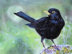 'Blackbird'