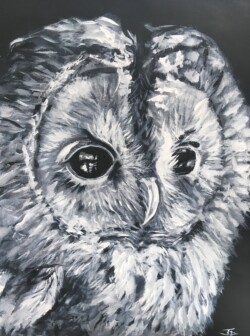'Owlet'
